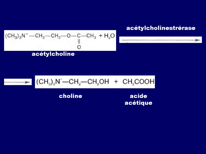 acétylcholine acétylcholinestrérase choline acide acétique